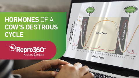 Hormones of a Cow's Oestrous Cycle