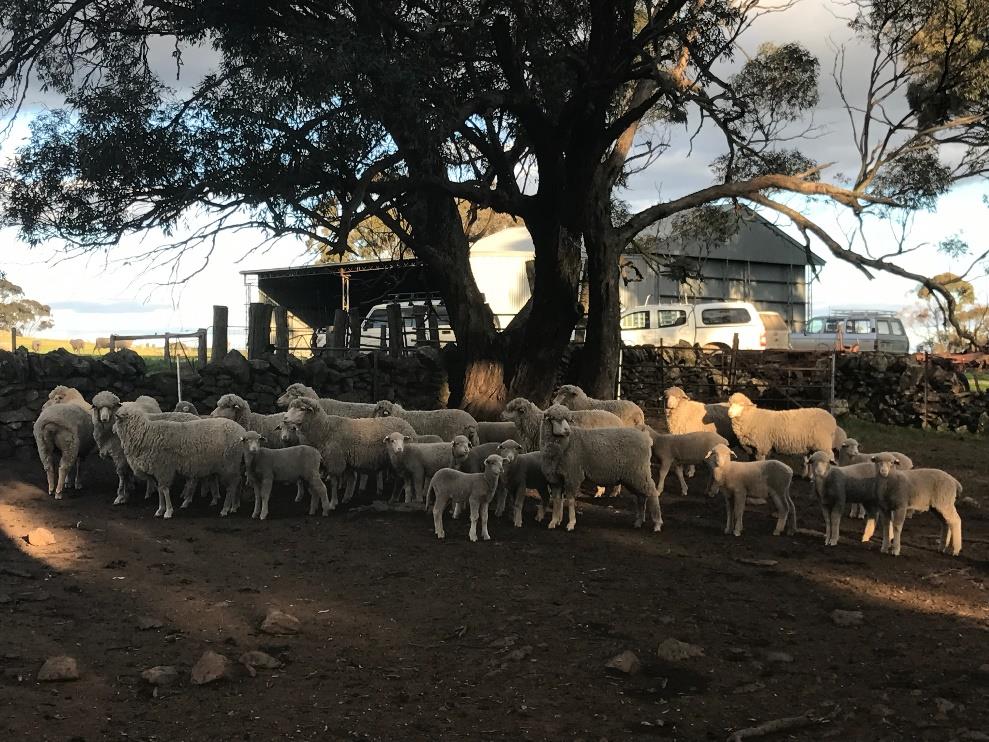 SA Merino Evaluation Trial